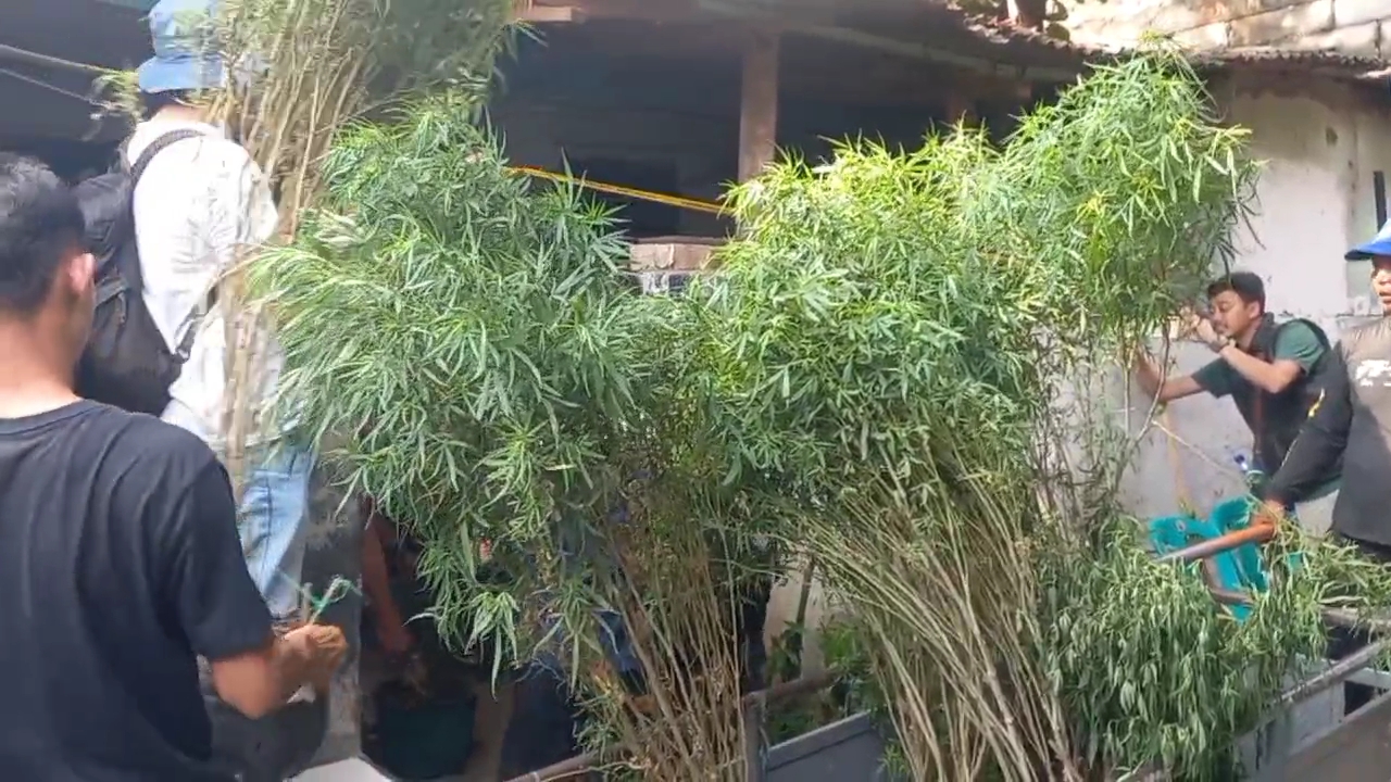 Kesaksian Warga Cengkareng Soal Kebun Ganja di dalam Rumah: Pak RT Tak Menyangka...