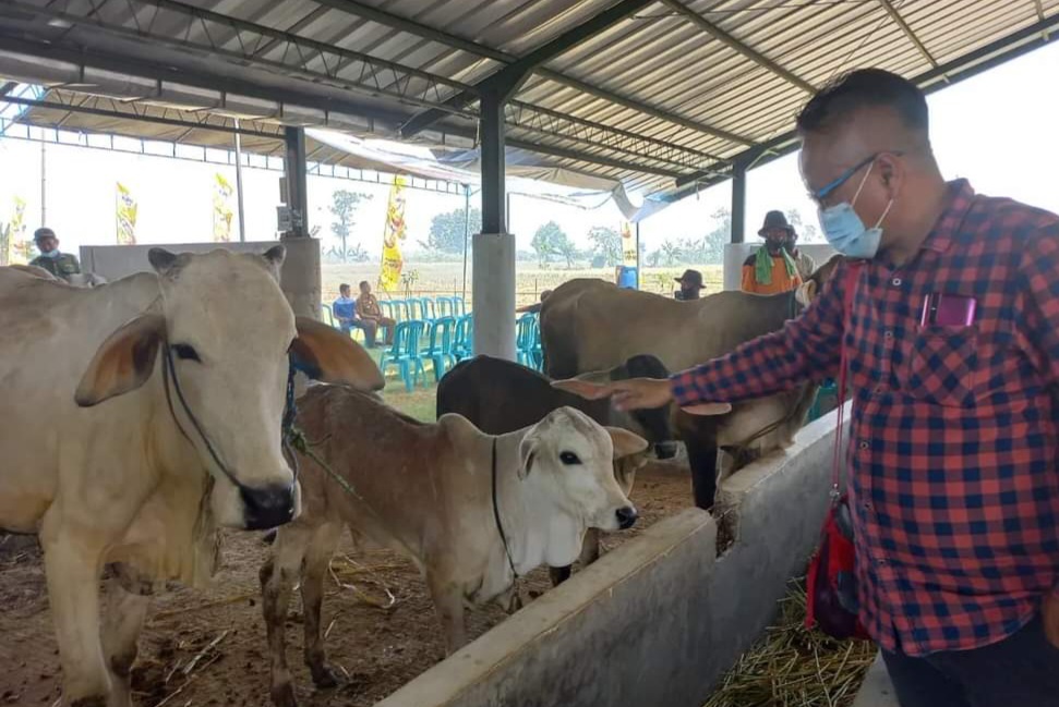 Kacau! Oknum Anggota DPRD Pemalang Diduga Tipu Pengusaha Soal Bisnis Ternak Sapi, Dilaporkan ke Polisi