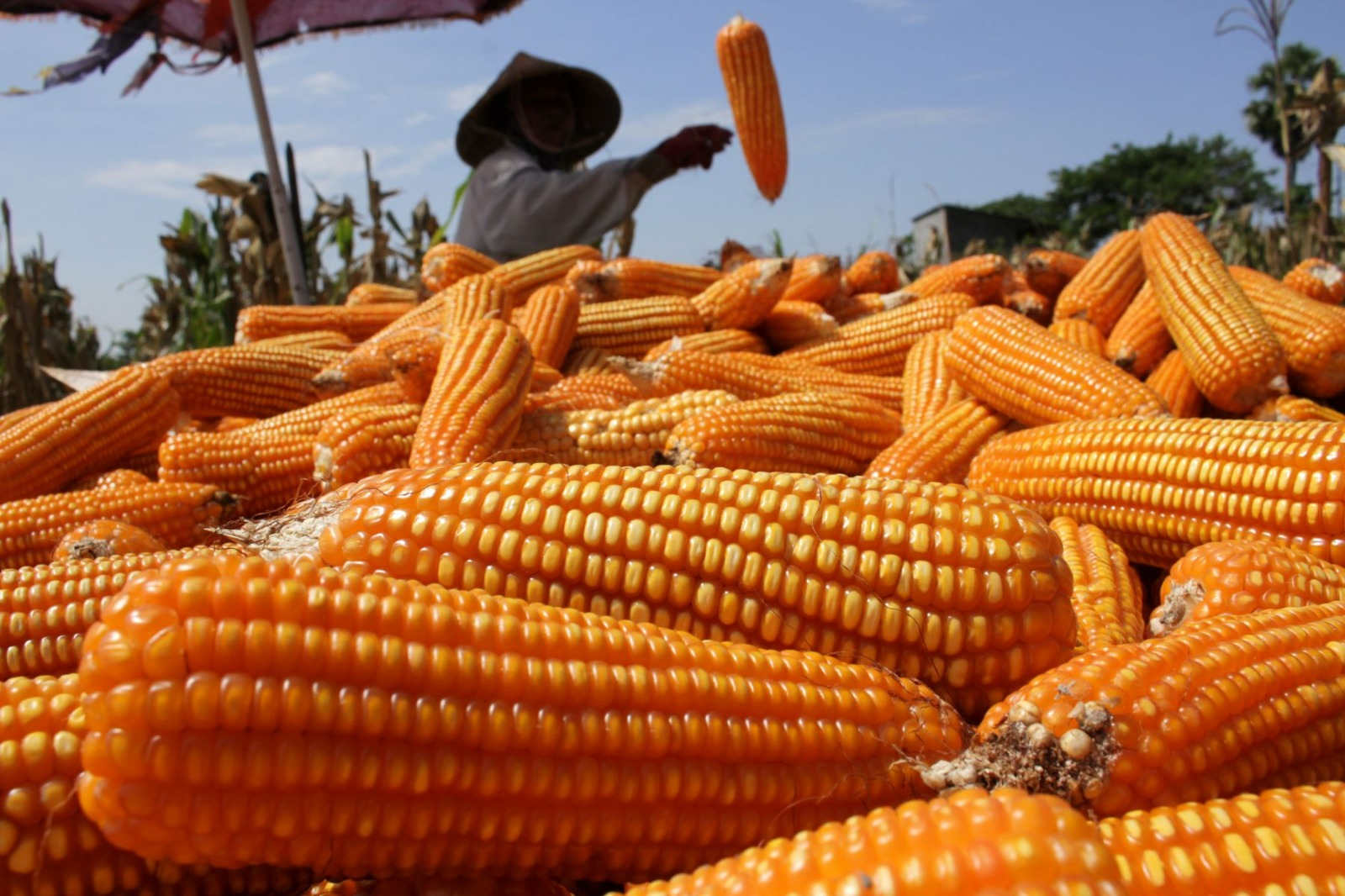 Harga Jagung Turun Drastis, Bapanas Akan Optimalkan Serap Hasil Panen Petani untuk Jaga Stabilitas