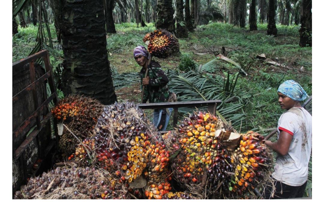 Demi Capai Net Zero Emission, Industri Kelapa Sawit Akan Manfaatkan Pengelolaan Biomassa Berkelanjutan 