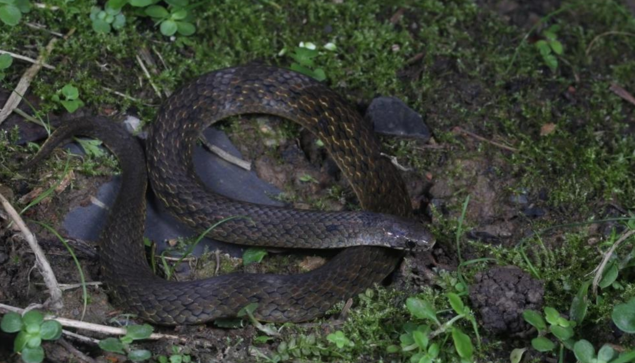 Ilmuwan Temukan Spesies Ular Baru di Kawasan Hujan Tiongkok Barat