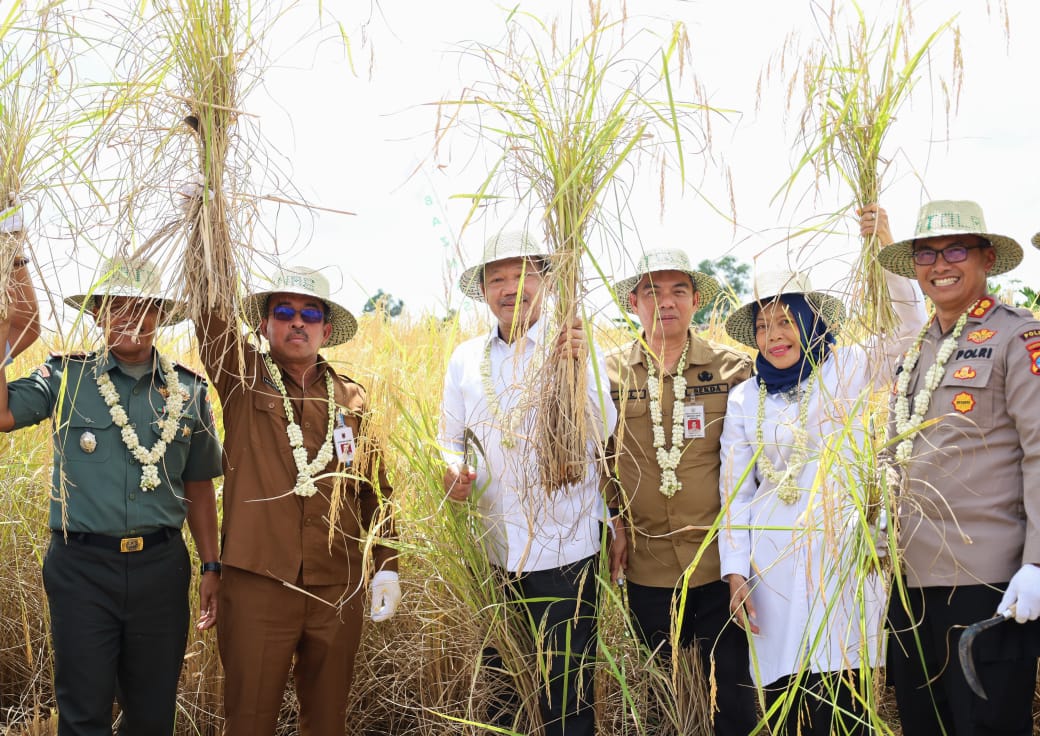 Panen Raya Padi di Kabupaten Barito Kuala, Baznas Dorong Kemandirian Ekonomi Petani di Kalsel