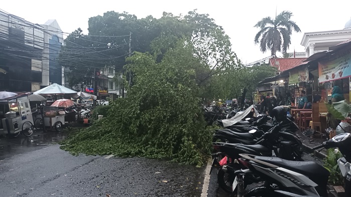 Hujan Angin, Pohon Tumbang di Jalan Darmawangsa 3 Jakarta Selatan