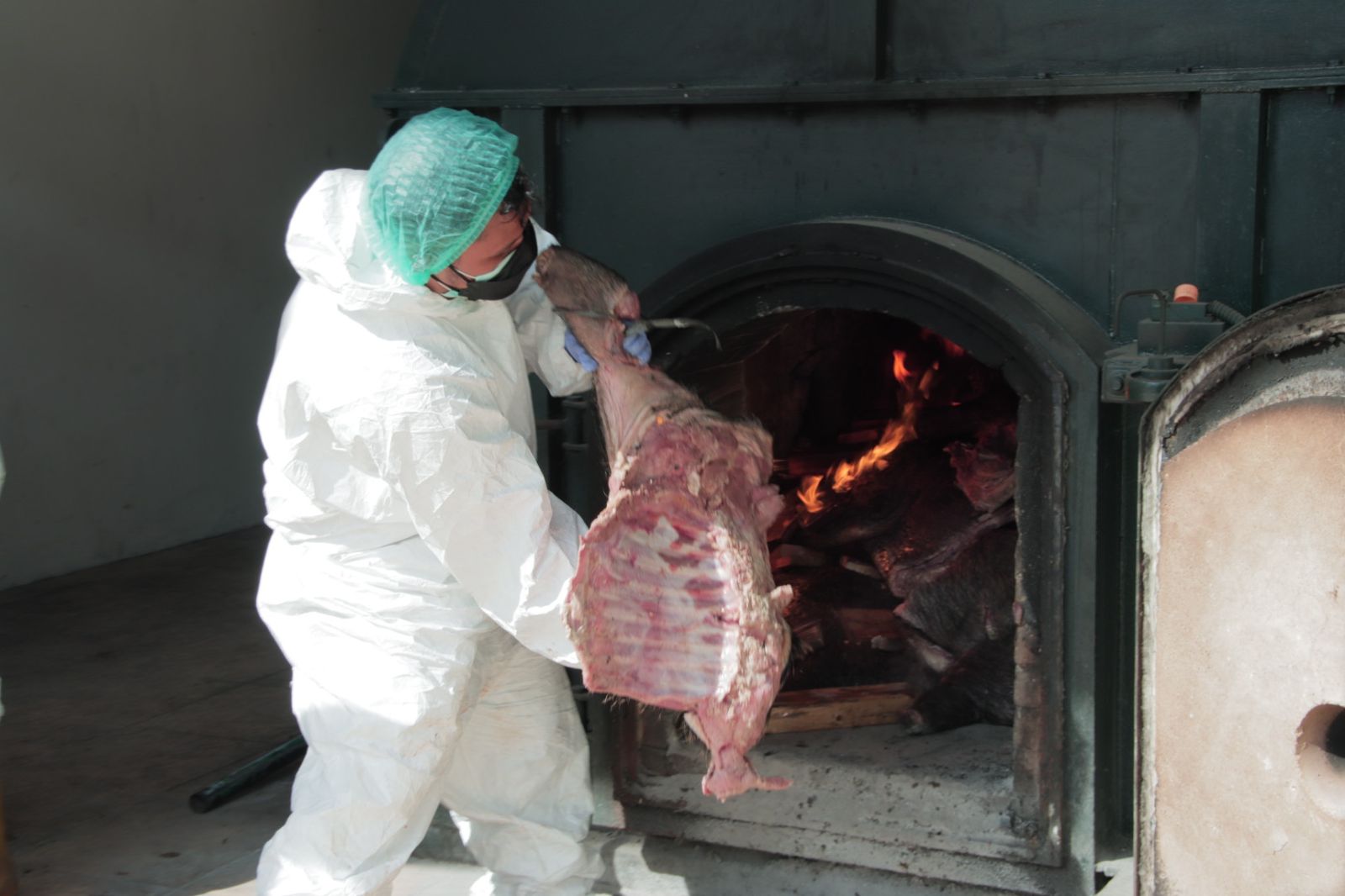 2,9 Ton Daging Babi Hutan Tidak Bersertifikat Dimusnahkan Barantin di Cilegon
