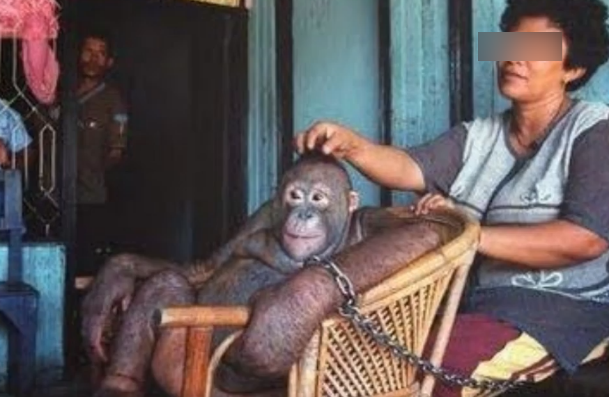 Pilu, Perjalanan Hidup Pony Orangutan, Dijadikan Pelacur Tarif Rp 38 Ribu hingga Trauma Bertemu Pria
