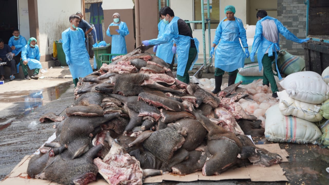 Barantin Banten Gagalkan Penyelundupan Daging Celeng Seberat 2,9 Ton