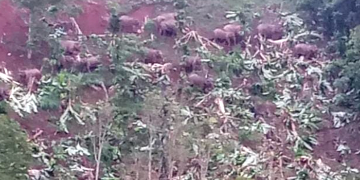 Belasan Gajah Bertamu Saat Lebaran, Perkebunan Pisang Warga di Lampung Barat Porak Poranda