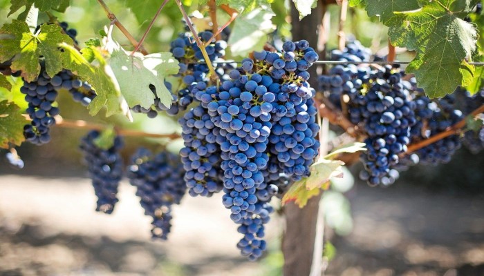 5 Manfaat Kesehatan Konsumsi Buah Anggur, Nomor 5 Paling Dibutuhkan Nih!