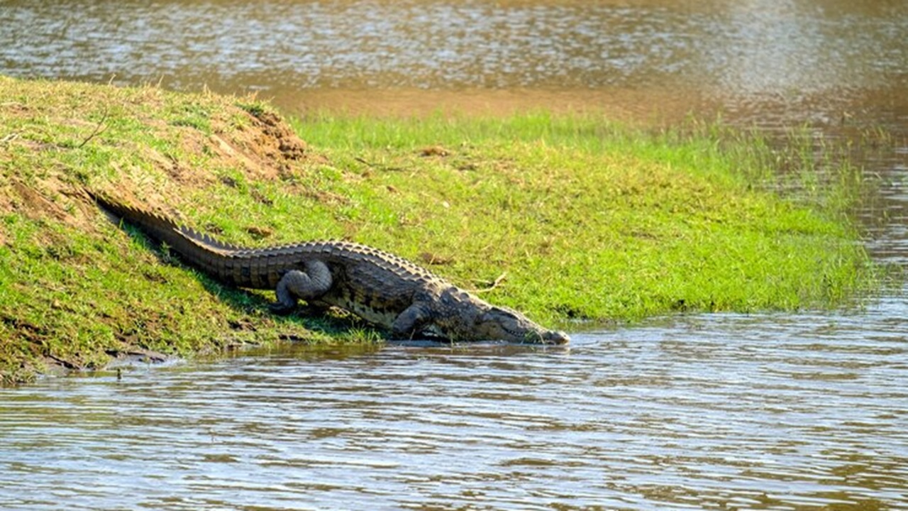 Asik Mancing, Pria Ini Mendadak Hilang Diterkam Buaya