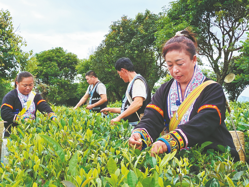 Mengenal Tradisi Bertani dan Minum Teh di Yunnan, Tiongkok