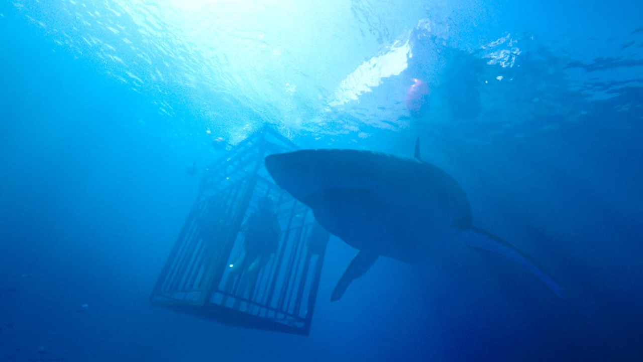 Sinopsis 47 Meters Down di Bioskop Trans TV, Liburan Jadi Petaka