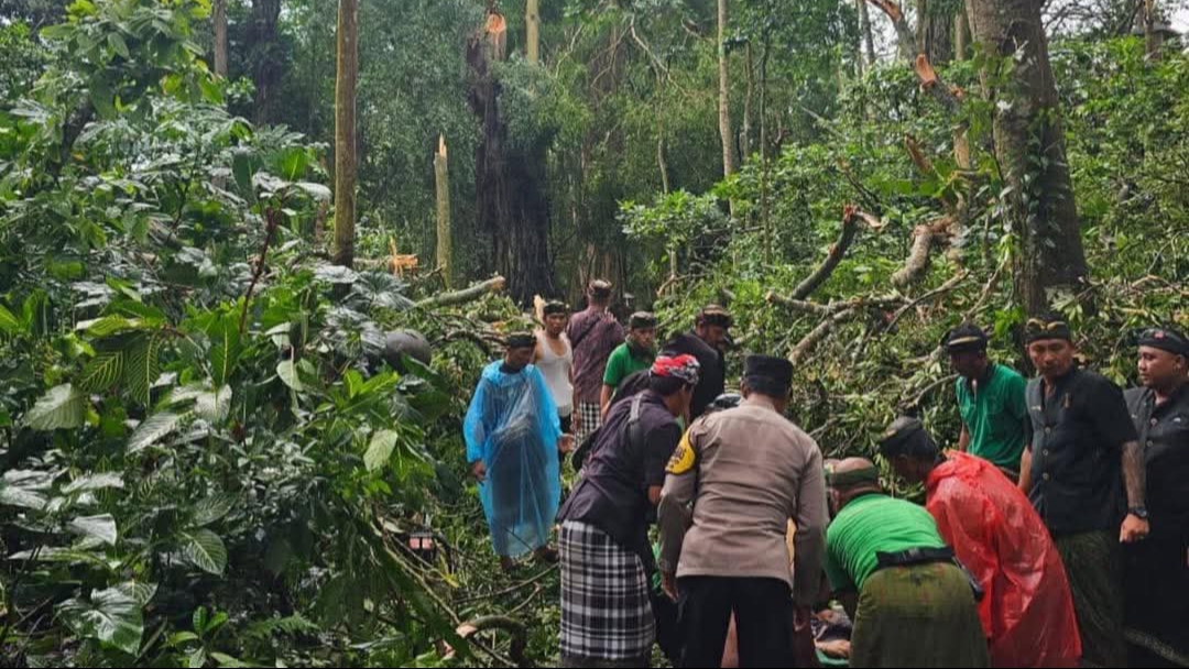 Tragis, Pohon Besar Tumbang Timpa Sejumlah Wisatawan di Monkey Forest Ubud: Dua WNA Tewas