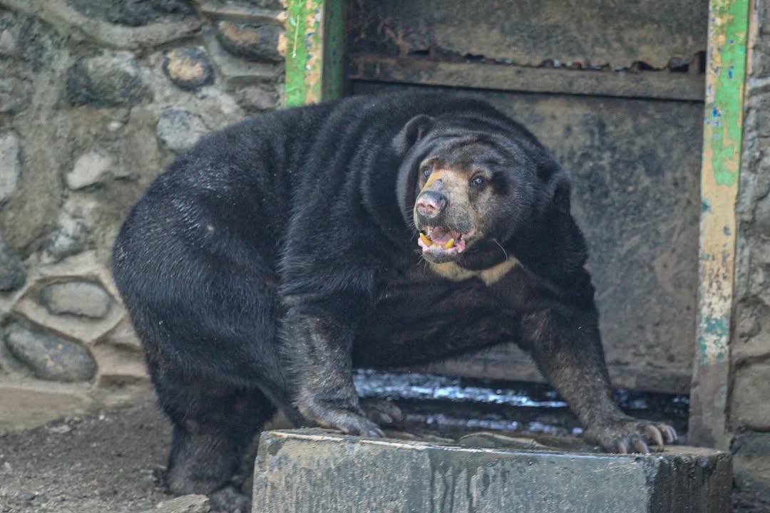 Sambut Libur Nataru, Kebun Binatang Ragunan Ajak Edukasi Pengunjung Sambil Beri Makan Satwa