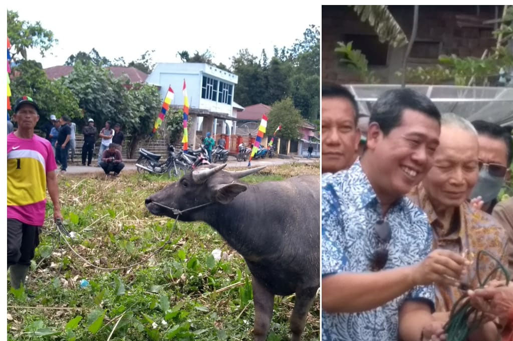 Tiga Kerbau Disembelih Menjelang Kenduri Sko Tanjung Tanah