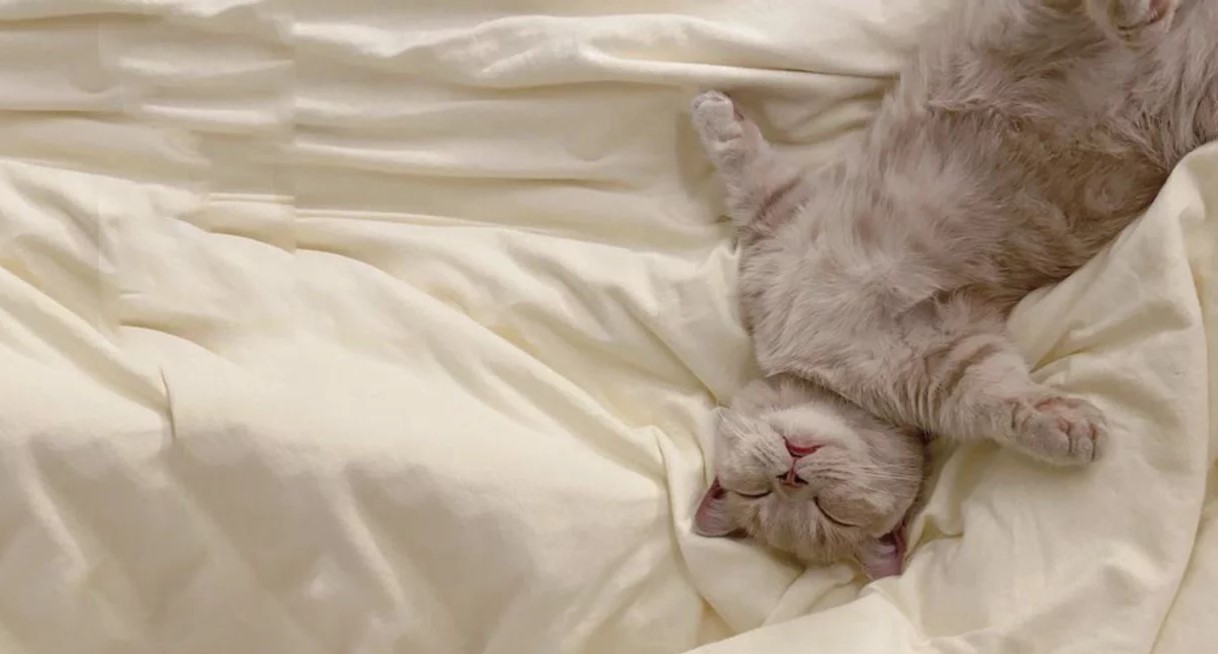 5 Manfaat Tidur Bersama Kucing, Bikin Lebih Nyaman dan Tenang