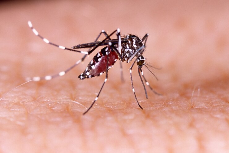 Hari Demam Berdarah Dengue ASEAN 15 Juni: Sejarah, Tema, Cara Pencegahan DBD