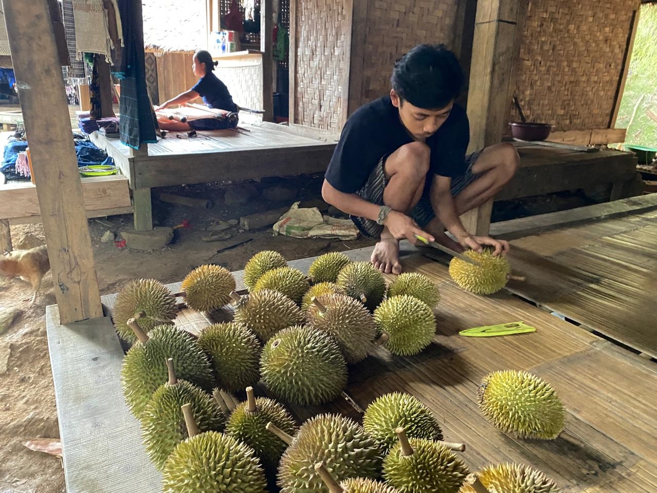 Kawasan Baduy Masuki Puncak Musim Durian, Penjualan Melimpah