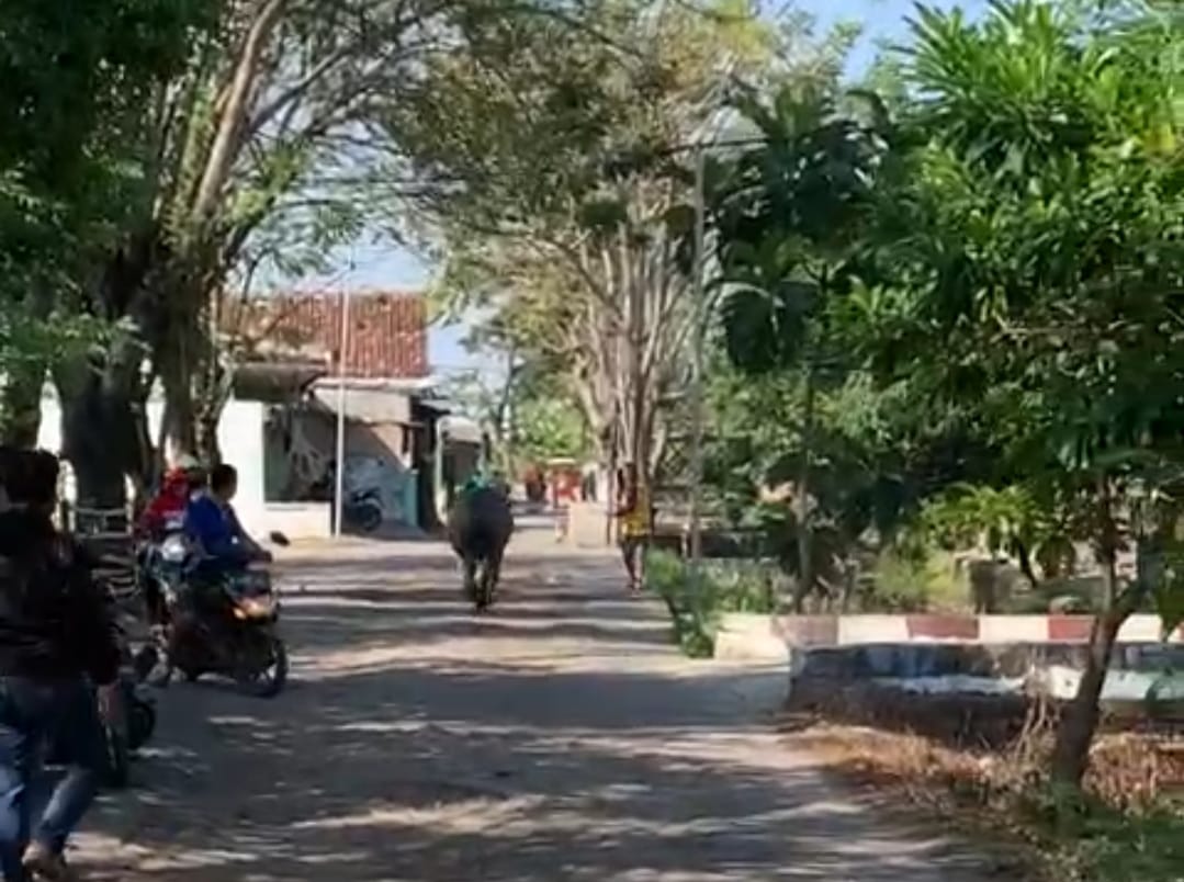 Kerbau Kurban Ngamuk di Teluknaga, 4 Orang Luka-Luka, Ditebak Polisi 