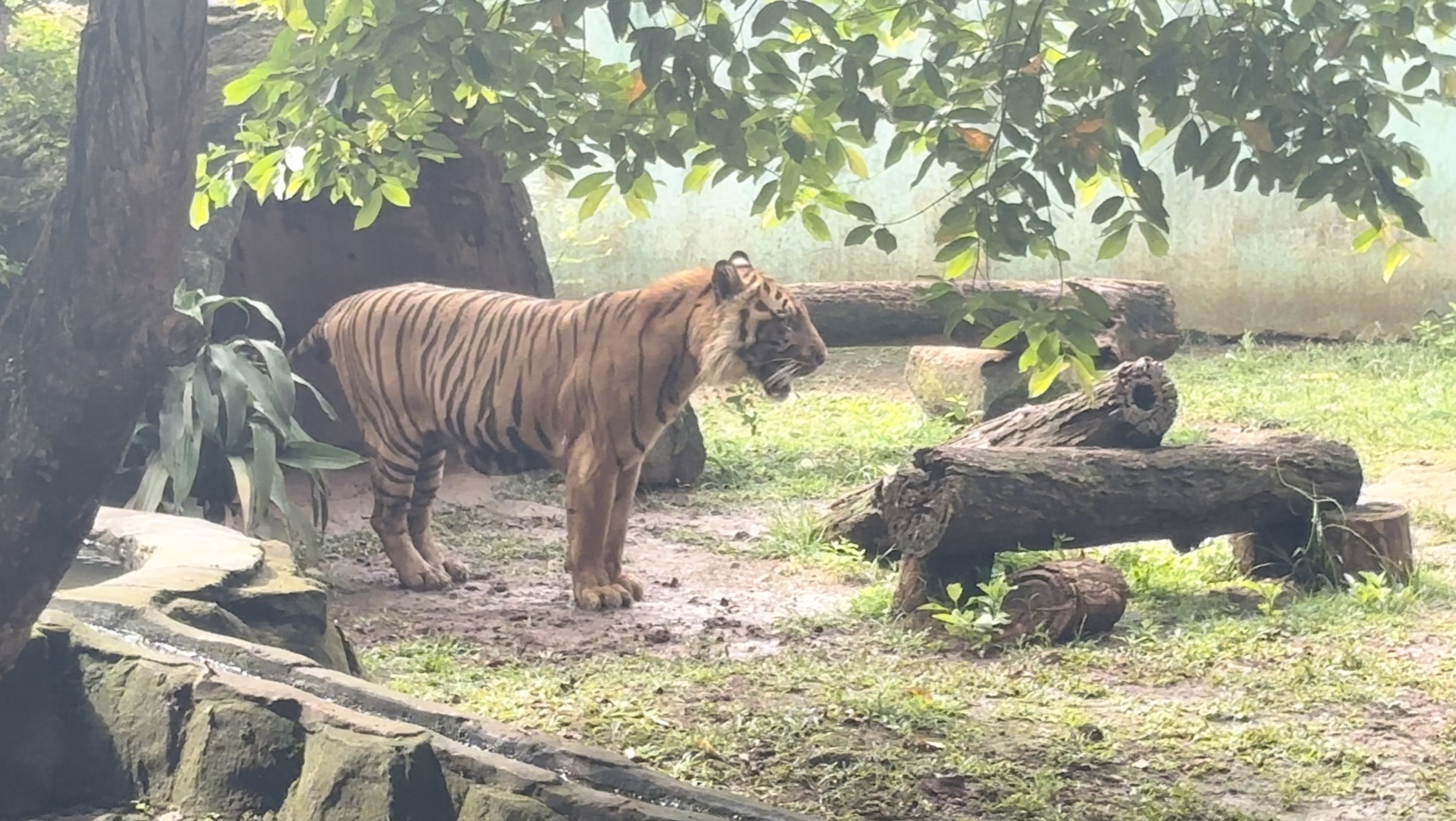 Pramono Pastikan Harimau Kurus di Ragunan yang Viral Sudah Gemuk Kembali