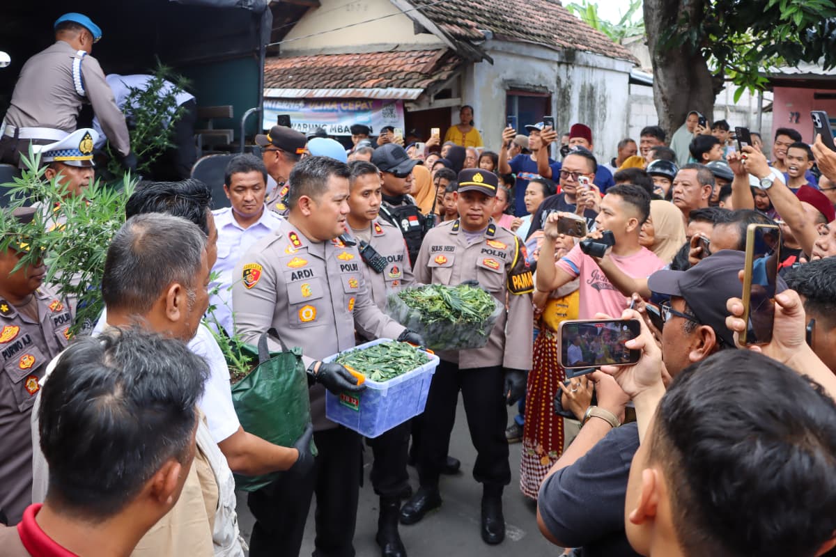 Polres Jombang Bongkar Budidaya Ganja di Rumah Kontrakan, 110 Batang Disita