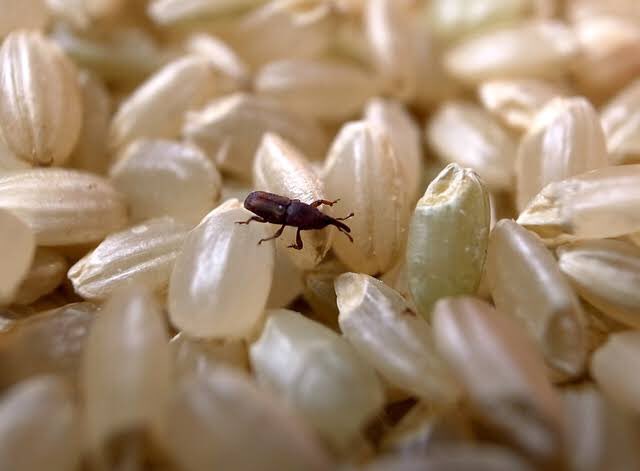 5 Trik Cegah Beras dari Gangguan Kutu untuk Anak Kos