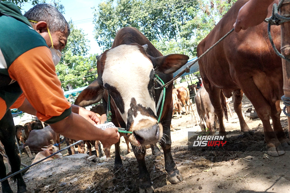 Daging Sapi Gelonggongan Ganggu Pasar, Harga Beras Juga Melambung Tinggi