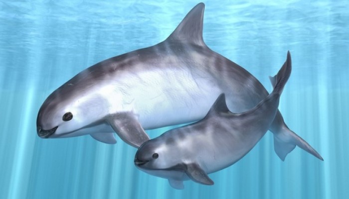 Sedih... Lumba-lumba Ini Tersisa 10 Ekor Lagi di Dunia, Mulai Terancam Punah?