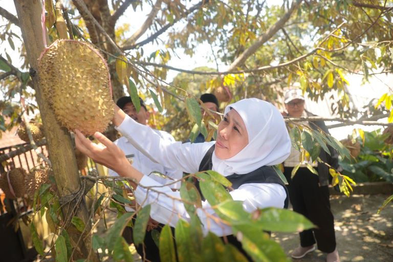 Durian Ngawi Bisa Jadi Andalan Baru