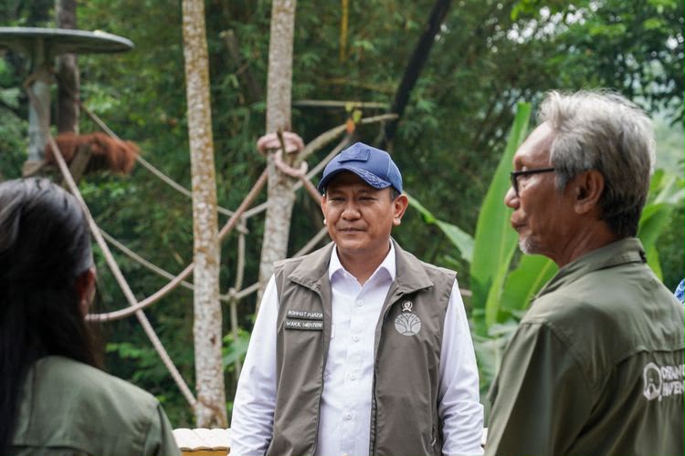 Dari Sibolangit ke Jambi, Wamenhut Lepasliarkan Empat Orangutan Sumatera Kembali ke Alam