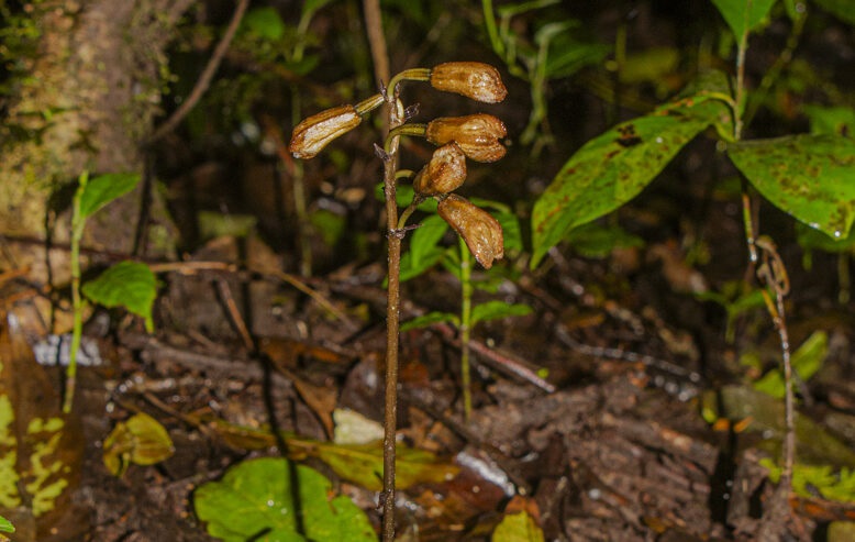 Inilah Dua Spesies Anggrek Baru yang Ditemukan TNBTS di Lereng Gunung Semeru