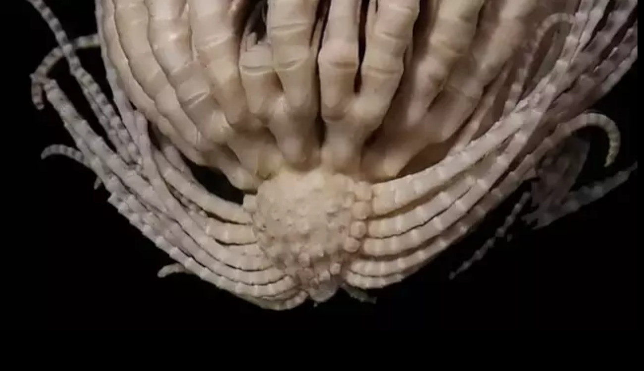 Monster Laut Spesies Baru Menakutkan Ini Miliki 20 Lengan, Mirip Facehugger di Film Alien