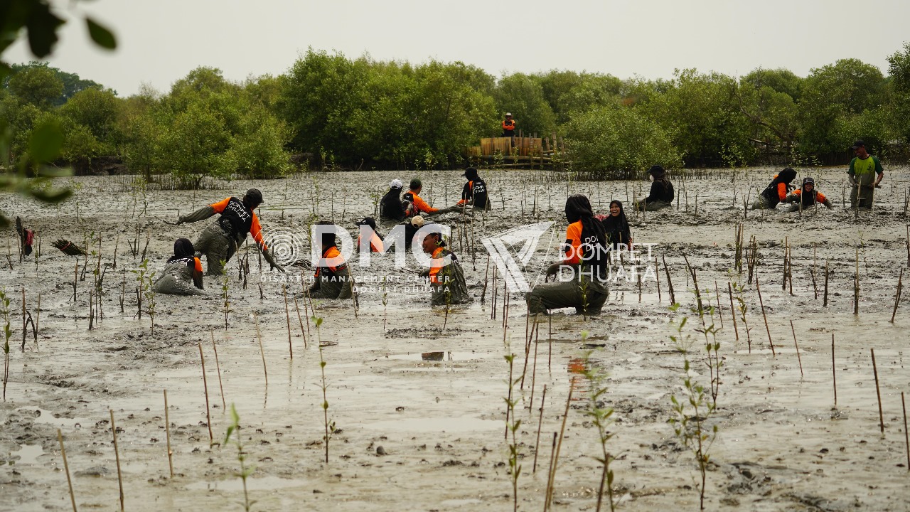 DMC Dompet Dhuafa Tanam Ribuan Mangrove, Cegah Dampak Terparah Abrasi Bagi Warga Pulau Mangare