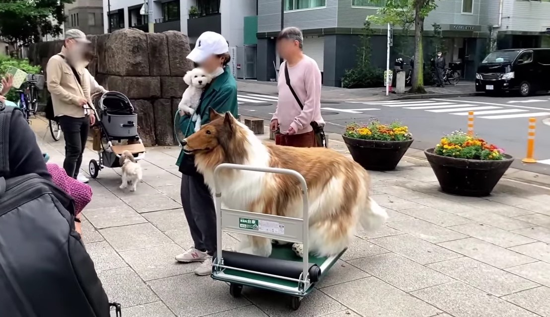 Pria Jepang Ini Sudah Terobsesi Menjadi Seekor Anjing Sejak Kecil: Impian Kecil Saya Menjadi Binatang!