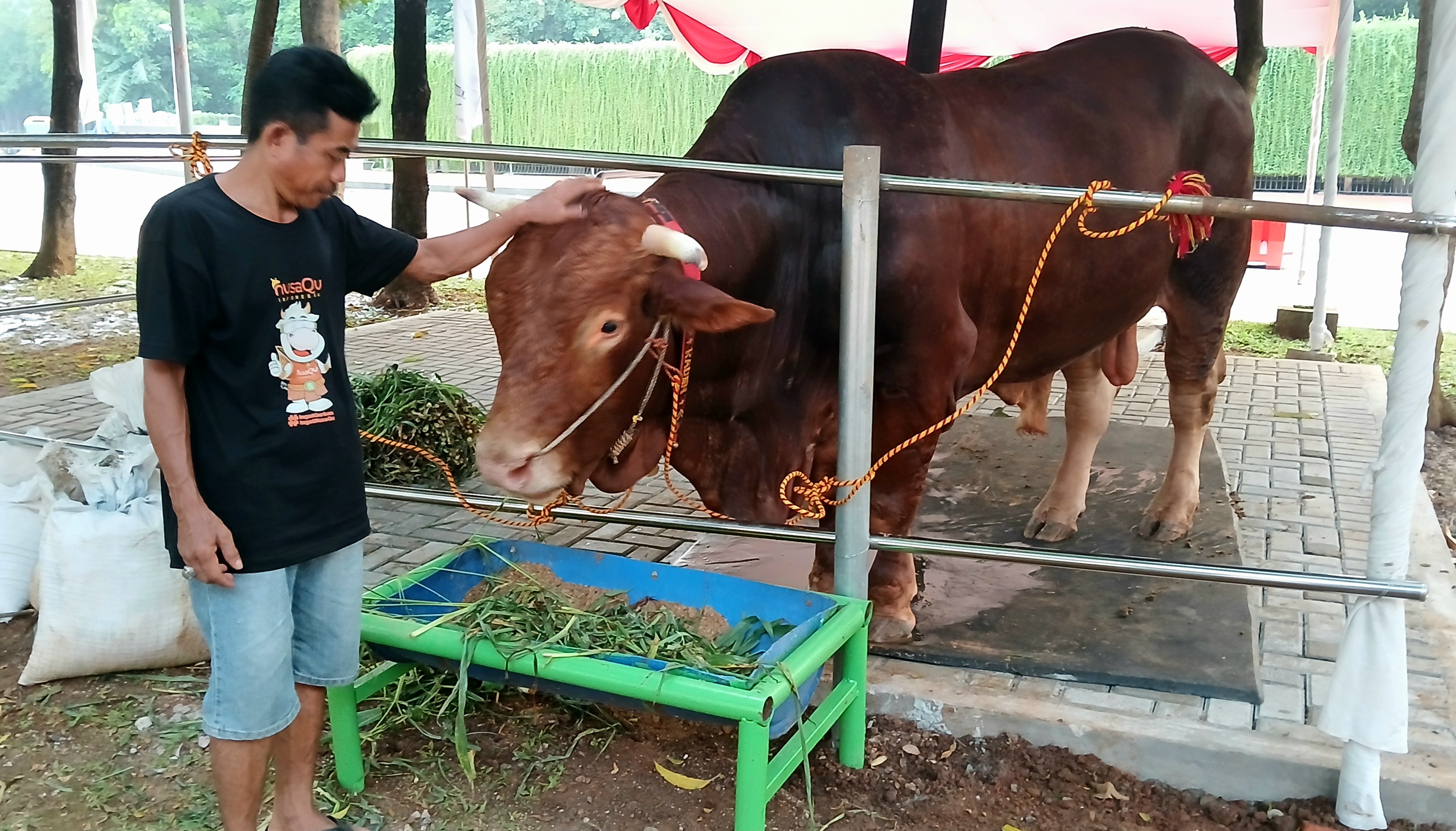 Dinas KPKP DKI Minta Darah Hewan Kurban Tak Dibuang ke Selokan: Jangan Cemari Lingkungan!