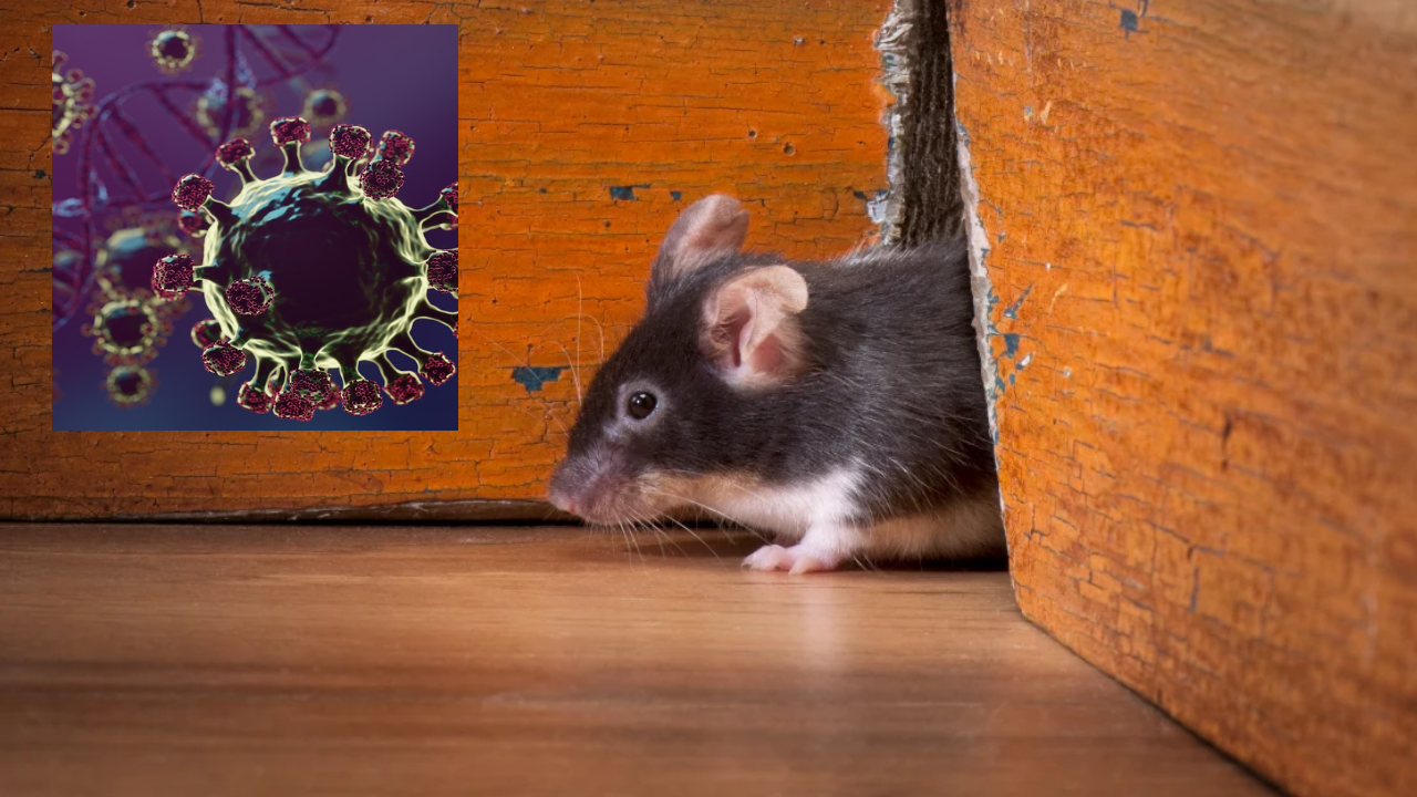 Bahaya Hantavirus Mengintai, Ini 5 Cara Ampuh Cegah Tikus Masuk ke Rumah!