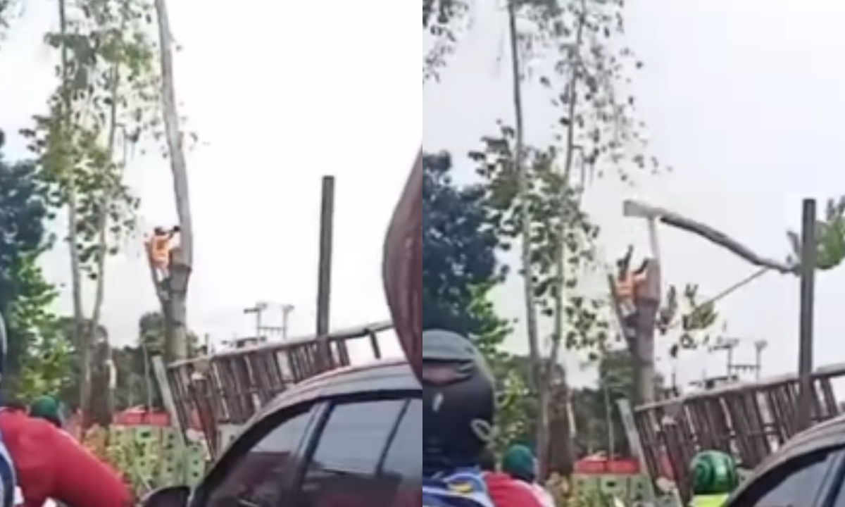 Detik-Detik Pekerja Jatuh saat Tebang Pohon di Depok, Kondisi Luka Parah
