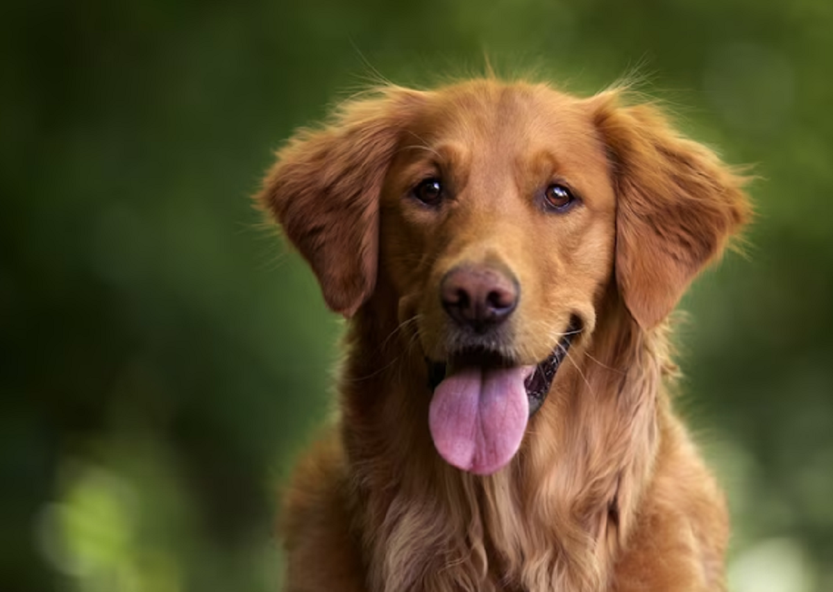 Wah! Ternyata Anjing Bisa Memahami Beberapa Kata Manusia dari Sebuah Objek Tertentu Lho