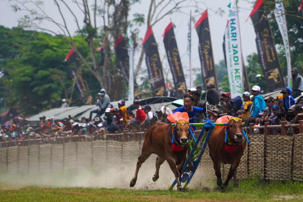 Syukuran Lewat Kerapan Sapi