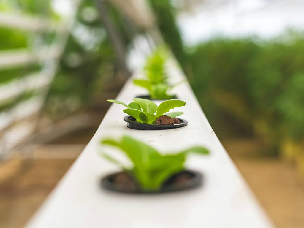 Rockwool vs Foam Lokal untuk Hidroponik 2026: Mana Lebih Hemat Air dan Efisien?