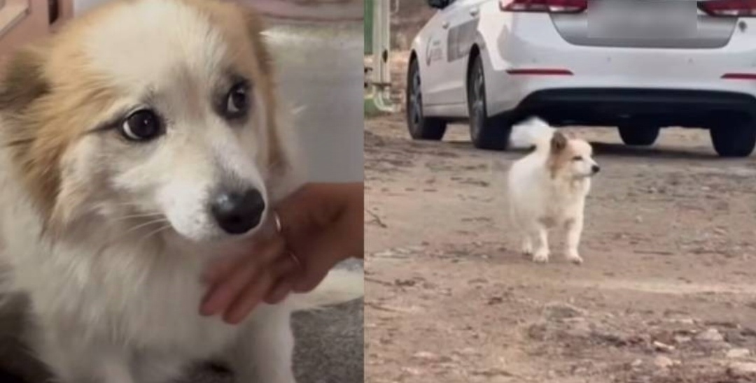 Titisan Hachiko, Harunya Kisah Pudding yang Setia Menanti 9 Pemiliknya Korban Kecelakaan Jeju Air