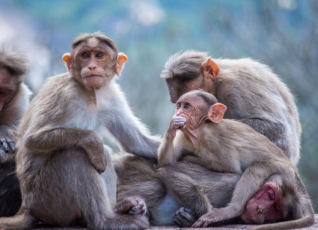 Diduga Kelaparan, Gerombolan Monyet Serang Rumah Warga