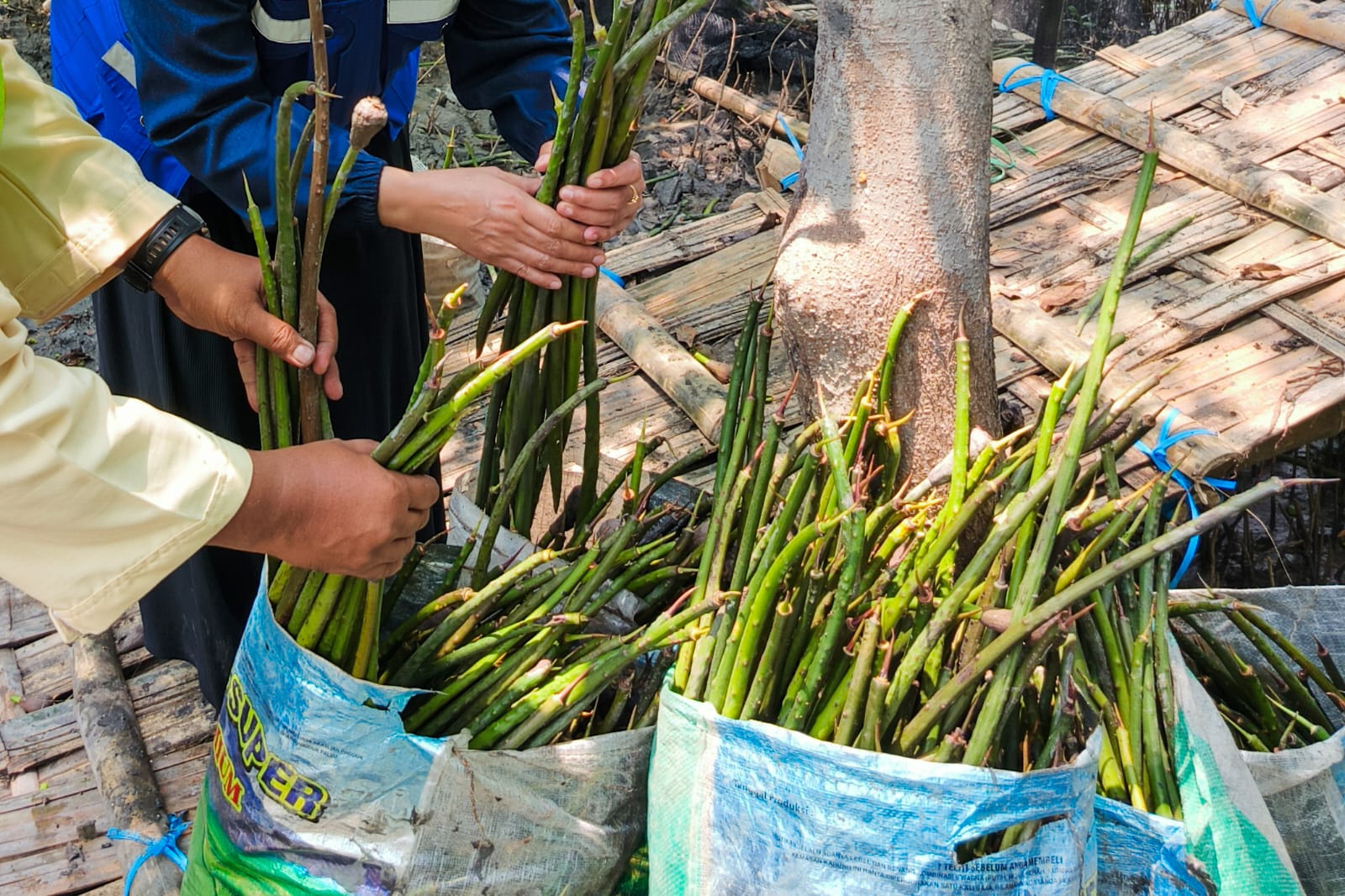 TPS Jadikan Mangrove Simbol Keberlanjutan, Rehabilitasi 22,7 Hektare Hutan Pesisir Sejak 2010