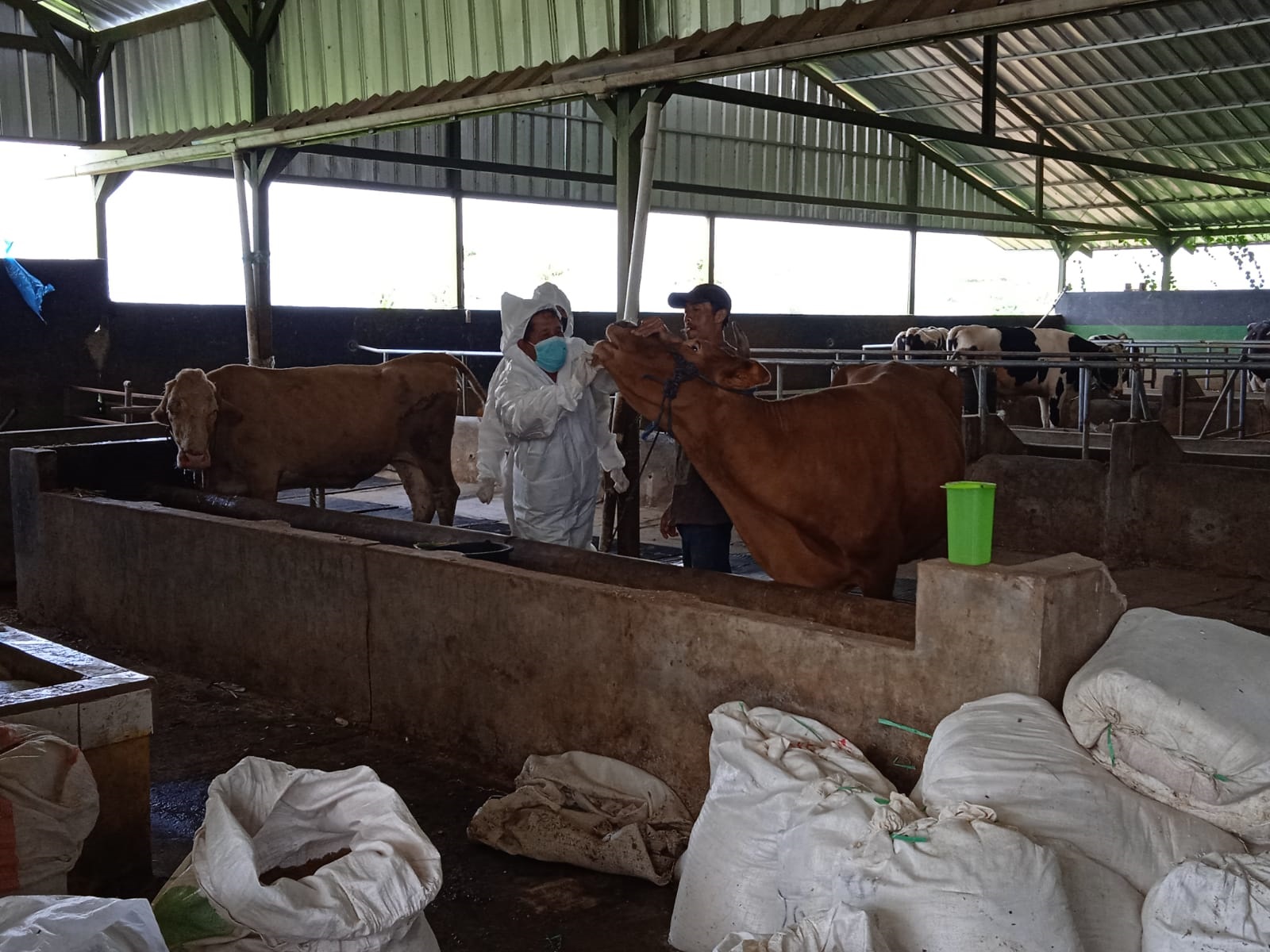 Penyakit Mulut dan Kuku Meningkat