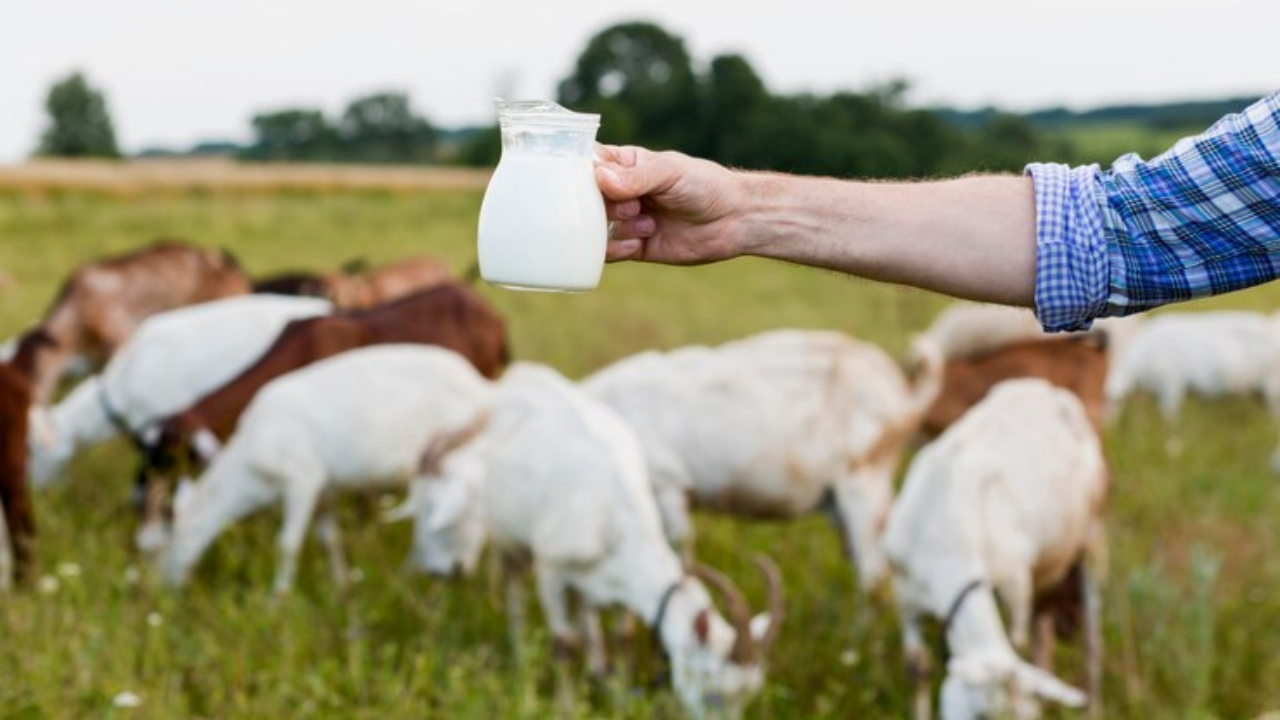 4 Rekomendasi Susu Kambing Etawa yang Baik untuk Penderita Asam Urat dan Nyeri Sendi