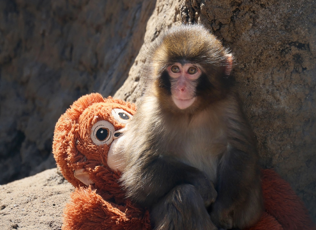 Nestapa Punch, Monyet Jepang yang Beribu Boneka Orangutan: Publik Simpati, Boneka Jadi Laris