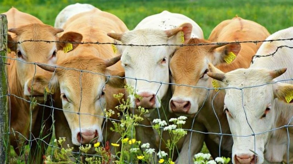 Harga Hewan Kurban 2026 Terbaru dan Tip Memilih yang Berkualitas