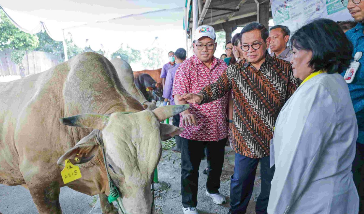 Pramono Tak Temukan Hewan Kurban di Jakarta Terkena PMK 