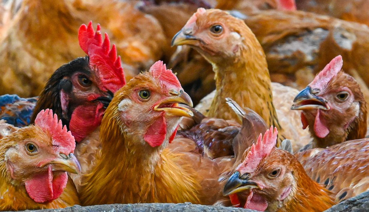 Penyebab Krisis Ayam Malaysia: Pekerja Luar Negeri Belum Kembali, Indonesia Pegang Peranan Vital