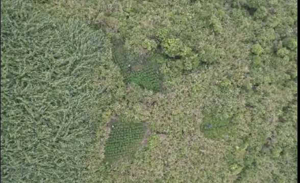 Soal 59 Ladang Ganja yang Ditemukan di Bromo, Kemenhut Tegaskan Tak Terkait Pembatasan Drone