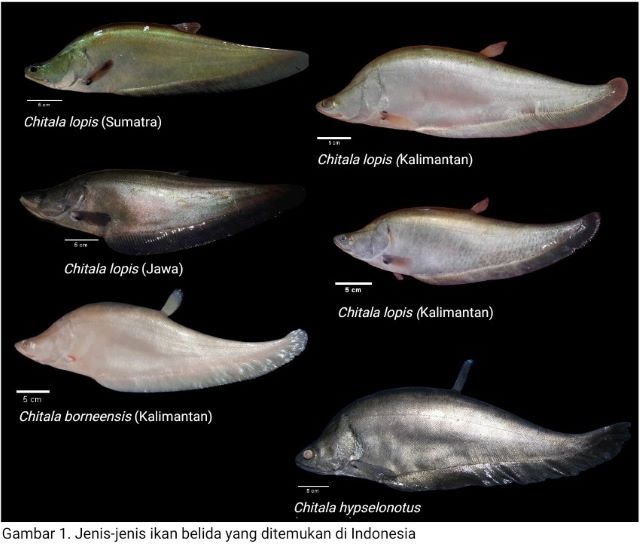 Sempat Disebut Punah, Ikan Belida Jawa Ditemukan Kembali 